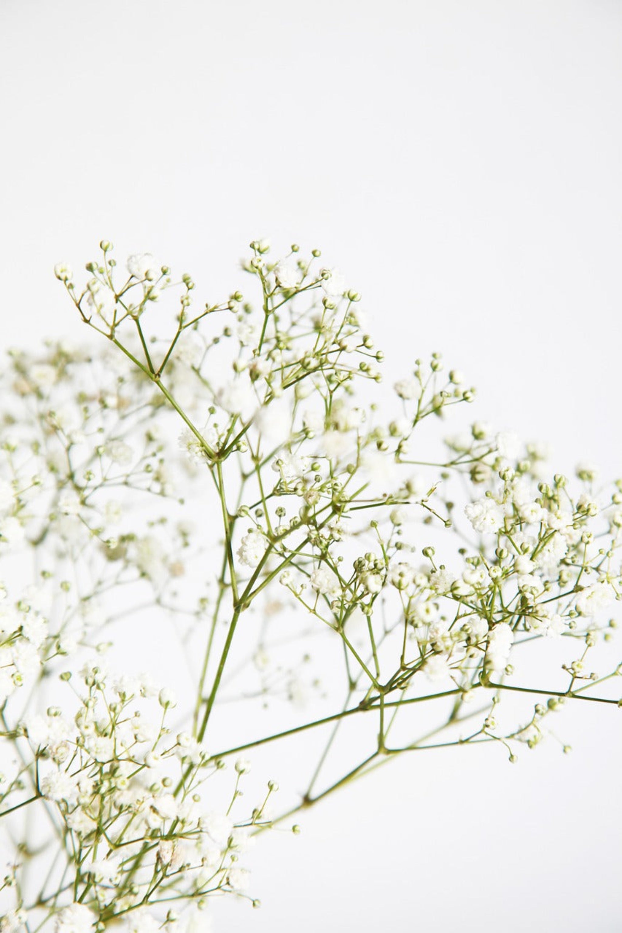 Baby's Breath