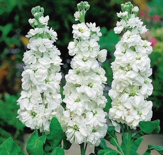 Stock Flower