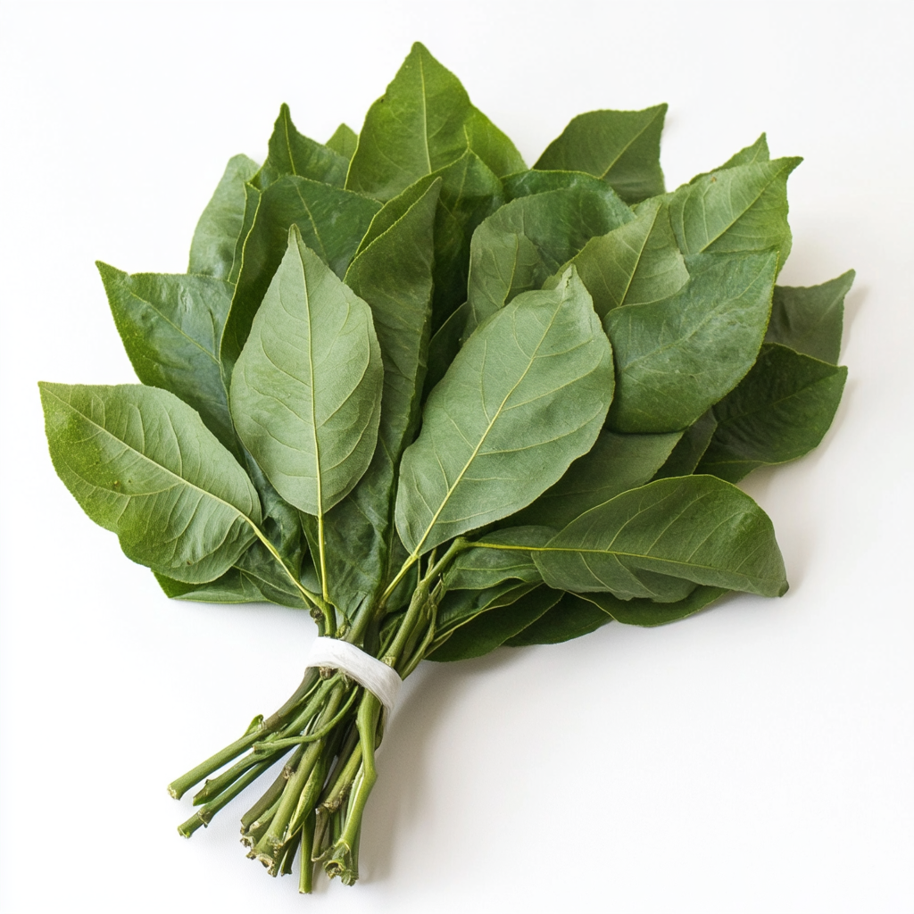 Salal (Lemon Leaf)